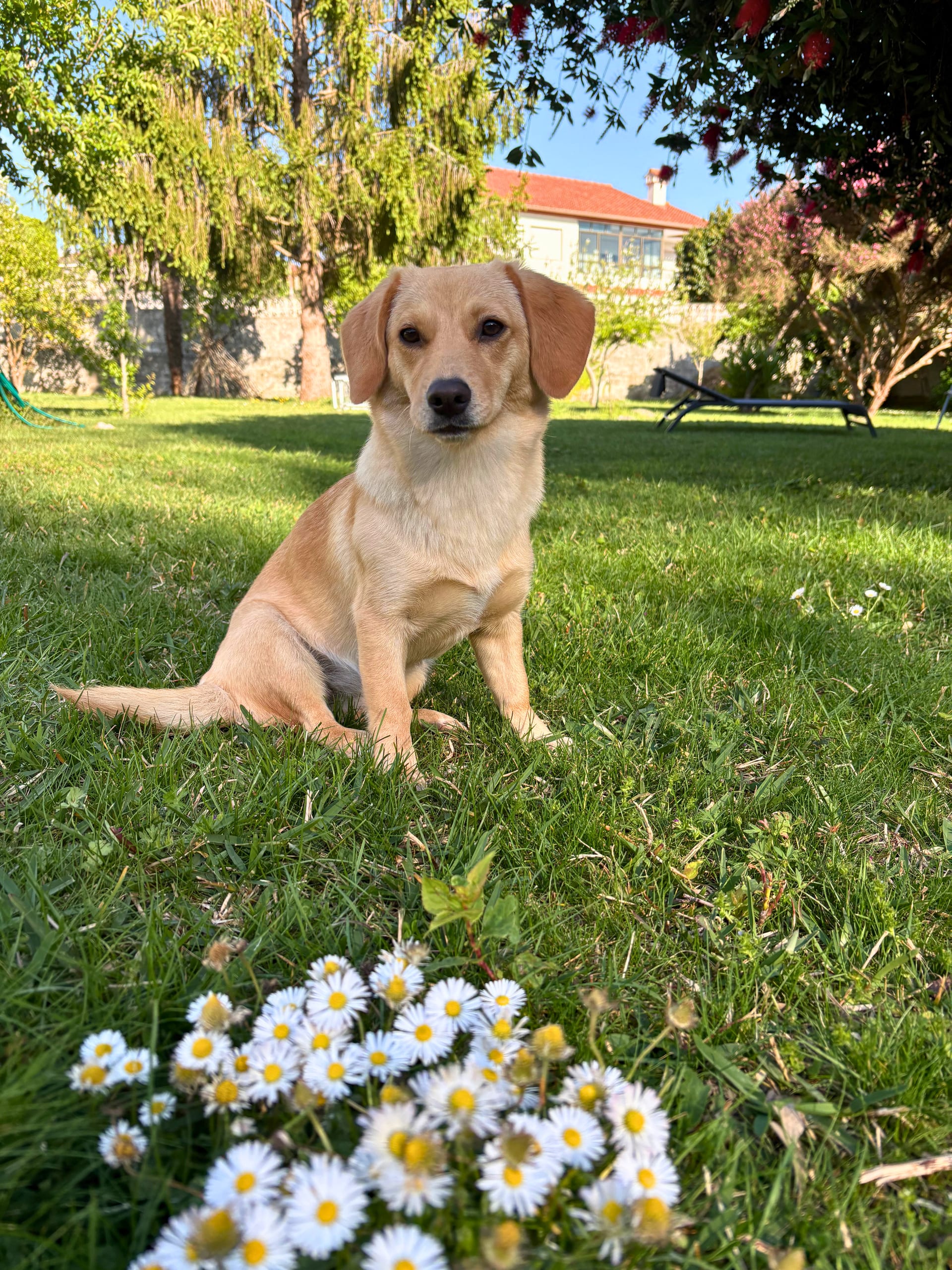 Hailey, the office dog